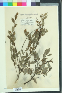 Image of Ulmus diversifolia