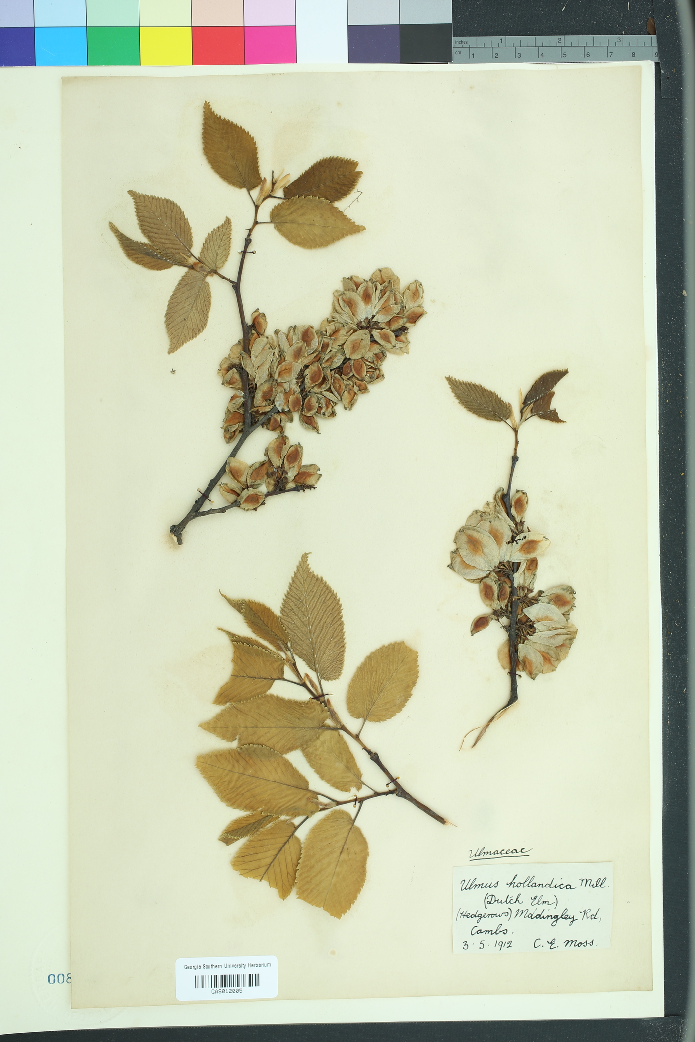 Ulmus hollandica image