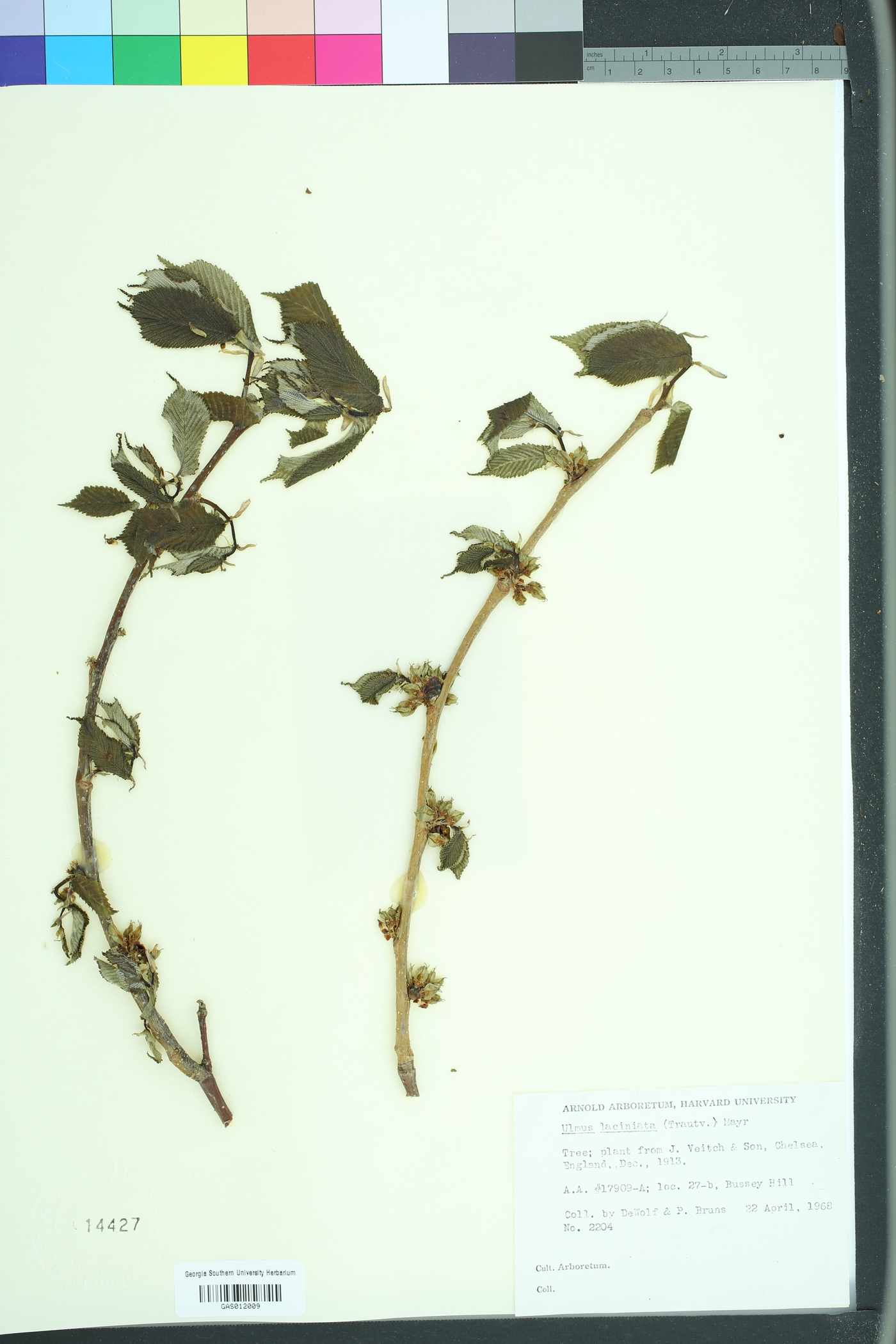 Ulmus laciniata image