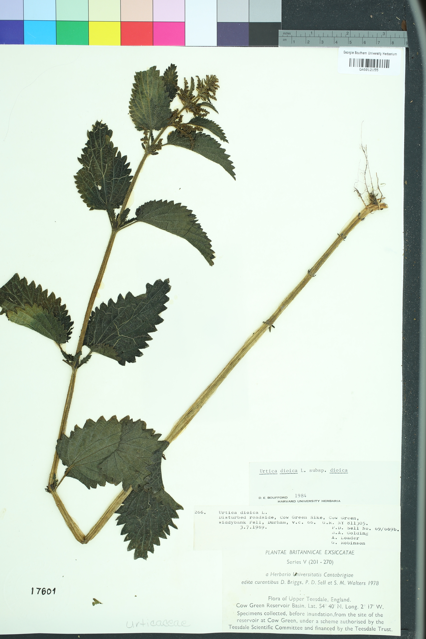 Urtica dioica dioica image