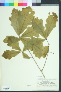 Quercus austrina image