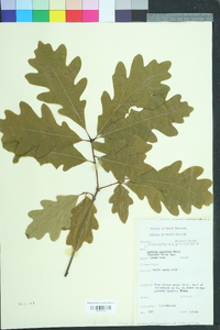 Quercus austrina image