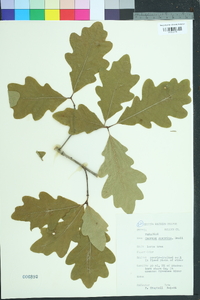 Quercus austrina image