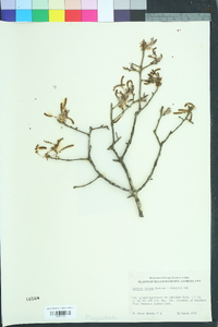 Quercus incana image