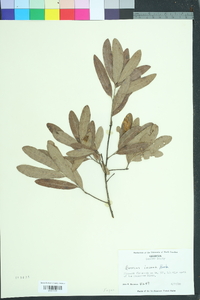 Quercus incana image