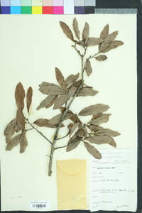 Quercus incana image