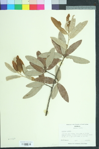 Quercus incana image