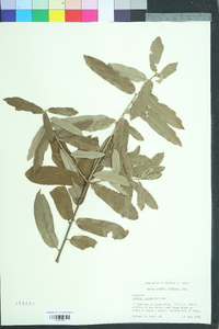 Quercus incana image