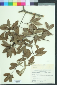 Quercus incana image