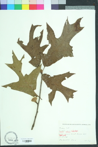 Quercus laevis image