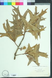 Quercus laevis image