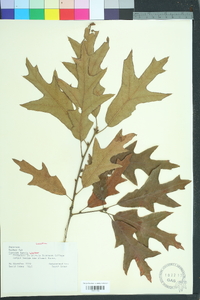 Quercus laevis image