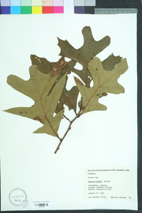 Quercus laevis image