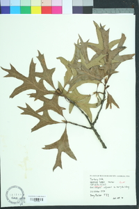 Quercus laevis image