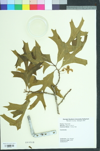 Quercus laevis image