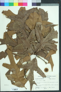 Quercus laevis image