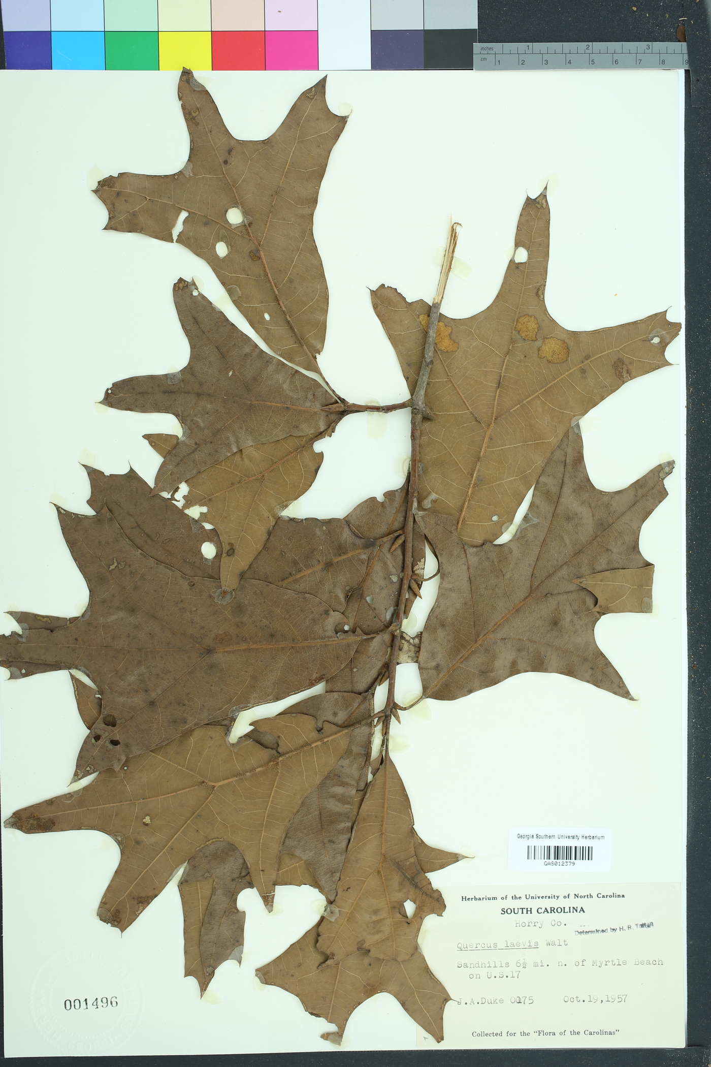 Quercus laevis image