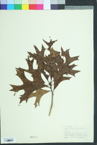 Quercus laevis image