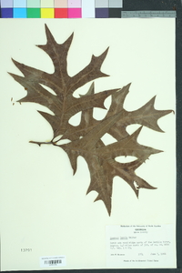 Quercus laevis image