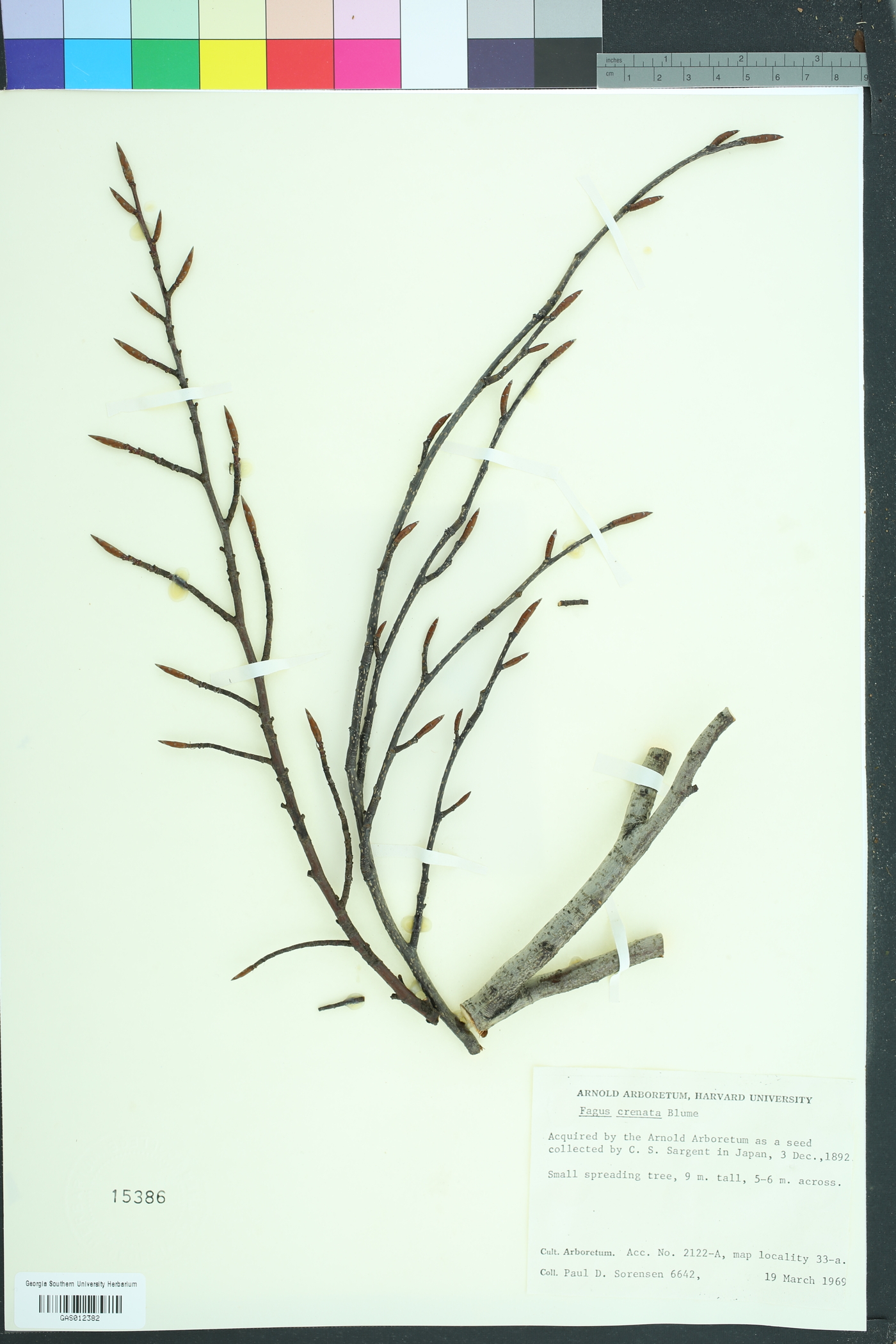 Fagus crenata image