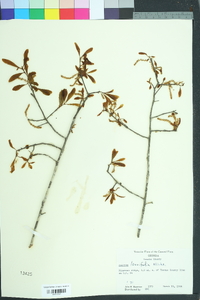 Quercus laurifolia image