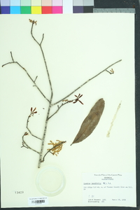 Quercus laurifolia image