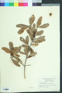 Quercus laurifolia image