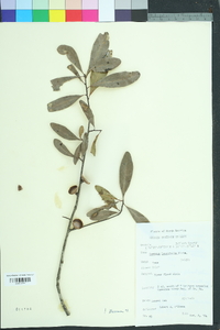 Quercus laurifolia image