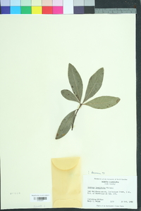 Quercus laurifolia image