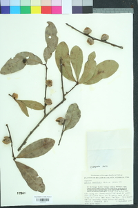 Quercus laurifolia image