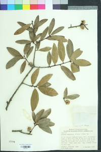 Quercus laurifolia image