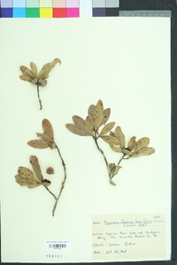 Quercus laurifolia image