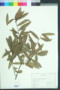 Quercus laurifolia image