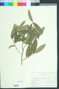 Quercus laurifolia image