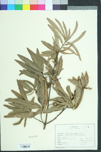 Quercus laurifolia image