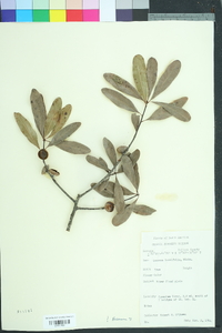 Quercus laurifolia image