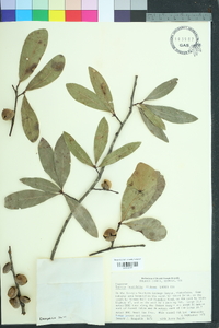 Quercus laurifolia image