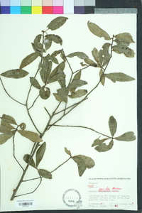 Quercus laurifolia image