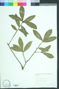 Quercus laurifolia image