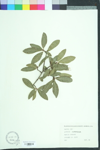 Quercus laurifolia image