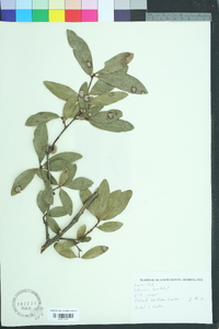 Quercus laurifolia image