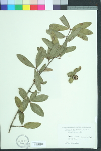 Quercus laurifolia image