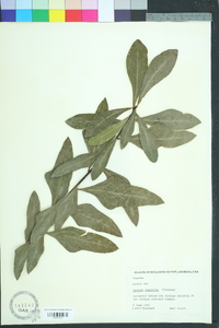 Quercus laurifolia image