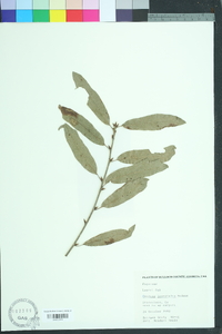 Quercus laurifolia image