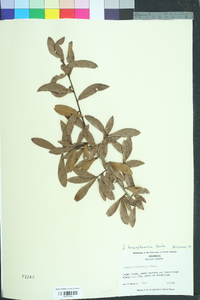 Quercus hemisphaerica image