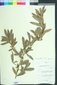 Quercus hemisphaerica image