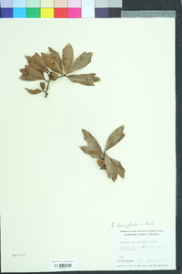 Quercus hemisphaerica image