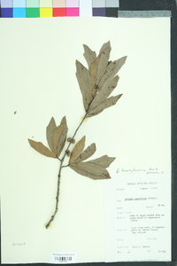 Quercus hemisphaerica image