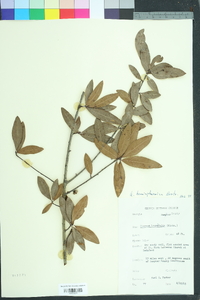 Quercus hemisphaerica image
