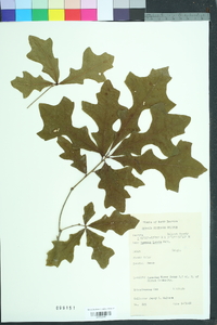 Quercus lyrata image